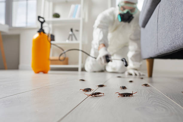Post-Treatment Bed Bug Interceptor Monitoring in Santa Rita Ranch